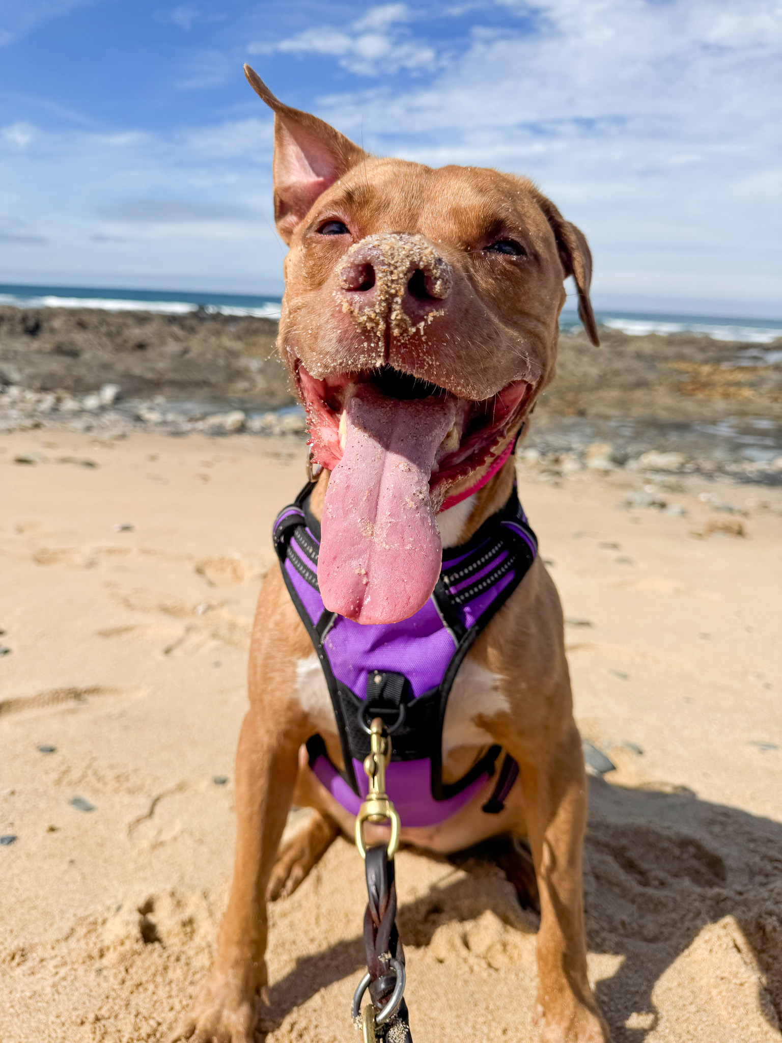 Moving Our Dog from U.S. to Portugal: What It Really Took to Bring Our Pitbull Mix&nbsp;Abroad